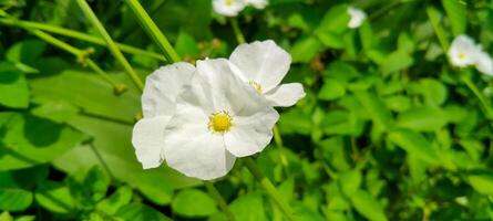 White wild flowers bloom during the day photo