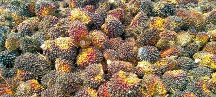 pile of palm oil fruit purchased from farmers photo