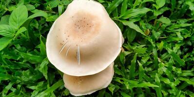 un colección de blanco hongos creciente entre el verde césped foto