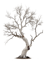 Spooky tree isolated png