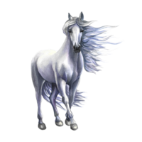 Standing white horse. Watercolor illustration hand drawn. isolate. For printing, stickers and labels. png