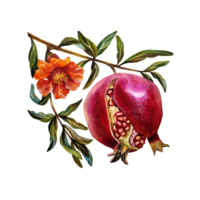 Garnet. Pomegranate fruit on a branch with a flower. Watercolor illustration. For design solutions for labels, packaging, textiles and postcards, etc. png