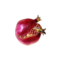 Ripe pomegranate bursting. Watercolor illustration. for design solutions. png