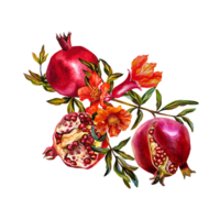 Pomegranate fruits are whole, burst and half on a branch with a flower. Watercolor illustration. For design solutions for labels, packaging, textiles and postcards, etc. png