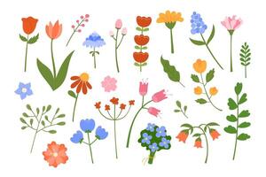 linda flores y hojas colocar. ilustración. floral botánico elementos aislado en blanco antecedentes. mano dibujado natural prado flor objetos vector