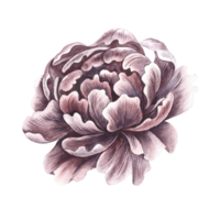 Vintage peony flower. The head of a peony flower in vintage style. A hand-drawn watercolor illustration. Isolate. A design element of a postcard, banner, flyer and poster, packaging, label and print. png