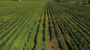 Vineyards Aerial View video