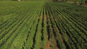 Vineyards Aerial View video