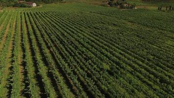 vignobles aérien vue video