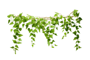 Climbing vine plant isolated on transparent background png