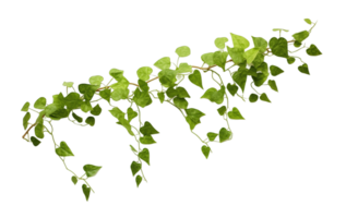 Climbing vine plant isolated on transparent background png