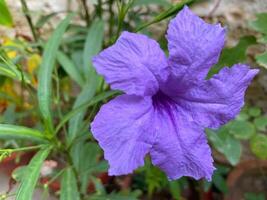 Violet Flower with Green Leaf Background photo