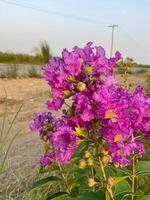 Purple color flower with bunch of greenerry photo