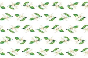 Abstract of chempaka flower with leaf on white background. vector