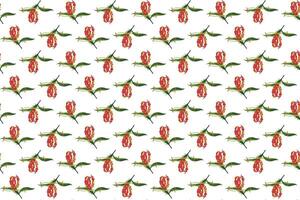 Illustration pattern, Abstract of Flame lily, Climbing lily, Turk's cap flower with leaf on white background. vector