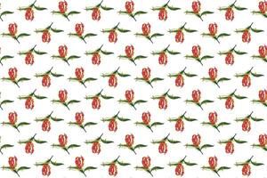 Illustration pattern, Abstract of Flame lily, Climbing lily, Turk's cap flower with leaf on white background. vector