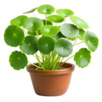 Lush green potted plant with vibrant round leaves png