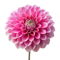 vibrant rose dahlia fleur dans plein Floraison isolé sur Contexte png