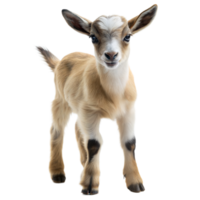 Adorable young goat stands curiously on a transparent background png