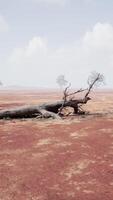 un solitario muerto árbol en pie en un solitario y estéril campo video