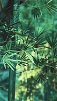 ein schließen oben von ein Bambus Pflanze mit viele von Blätter video