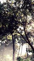 il sole brilla attraverso il alberi nel il foresta video