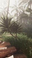 A screenshot of a jungle with palm trees video