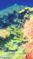 An underwater scene of corals and sea anemones video