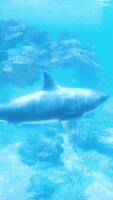 A shark swimming in the ocean near a coral reef video