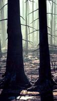 une forêt rempli avec beaucoup de grand des arbres video