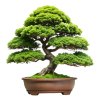 un bonsai árbol con pequeño hojas plantado en un cerámico maceta, conjunto en contra un llanura transparente fondo png