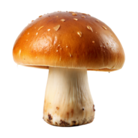 proche en haut de une Célibataire champignon, mettant en valeur ses complexe détails, sur une plaine transparent Contexte png