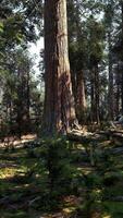 une dense forêt avec imposant des arbres video