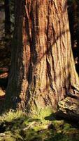 un sereno bosque con un racimo de majestuoso arboles en pie alto video