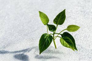 A green sprout breaking through the snow in spring. photo