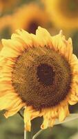 een levendig zonnebloem staand hoog tussen een zee van zonnebloemen in een zonovergoten veld- video