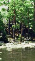 un río corriendo mediante un bosque lleno con un montón de arboles video