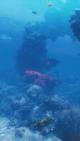 une grand groupe de poisson nager plus de une corail récif video