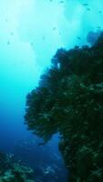 a embaixo da agua Visão do uma coral recife com peixe video