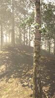 un' nebbioso foresta pieno con molte di alberi video