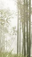 A solitary rock surrounded by a dense bamboo forest shrouded in ethereal fog video