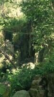 une luxuriant vert forêt rempli avec beaucoup de des arbres video