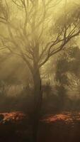 A dense forest shrouded in mist video