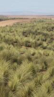 une serein aérien vue de une vaste champ de luxuriant vert herbe video