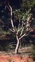 A lone tree standing in a barren field video