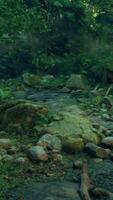 A stream running through a lush green forest video