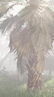 A palm tree in the middle of a foggy forest video