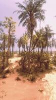 A tropical paradise with palm trees and a sandy beach video