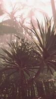 A picture of a palm tree in a tropical setting video