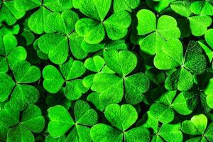 Background with green clover leaves for Saint Patrick's day. Shamrock as a symbol of fortune. photo